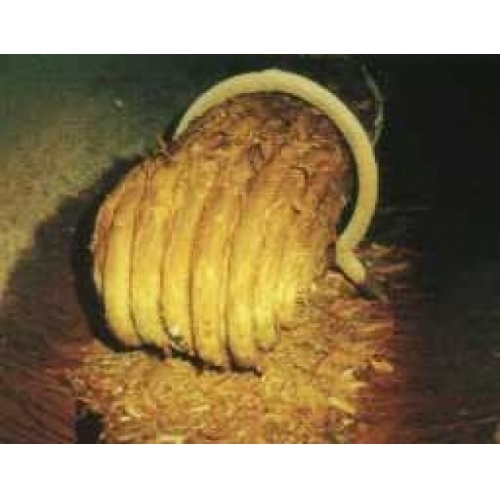 Anti-calcaire électronique D-CALC Plus (4-5 personnes maxi) Crbst maison 20lie cc 80ge 201 Anti-calcaire électronique D-CALC Plus (4-5 personnes maxi) Crbst maison 20lie cc 80ge 201