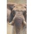 Revêtement mural EasyStyle HÜPPE - Elephant | A partir de 495 € | proposé par HÜPPE